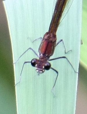 Identificazione - Calopteryx haemorrhoidalis